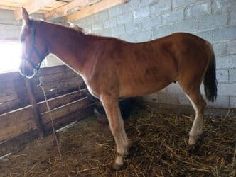 срочно продаю в связи с переездом: Продаю | Жеребец | Для разведения, Конный спорт — 2