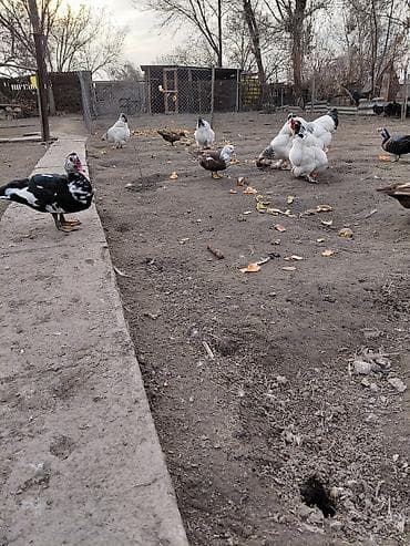 дикая утка: Продаю куры, петух, индоутки Беловодске — 7