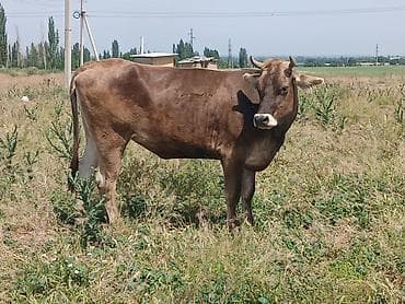 Продаю | Корова (самка) | Полукровка | Для молока — 2