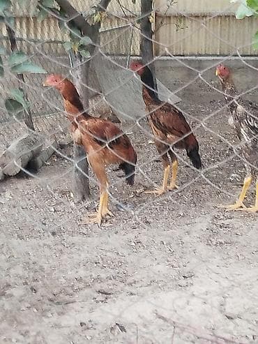 клетка сумка: Дакан жожо короздор сатылат активный 3 штук бар алмашу жолдору бар — 3
