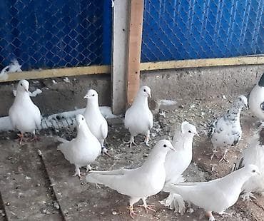 талас мал базар: Бакинские, пара 600 сом — 2