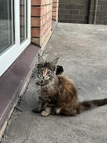 русская сибирская кошка: Котёнок породы мейн-кун (окрас черепаховый/дымчато-коричневый) - — 1