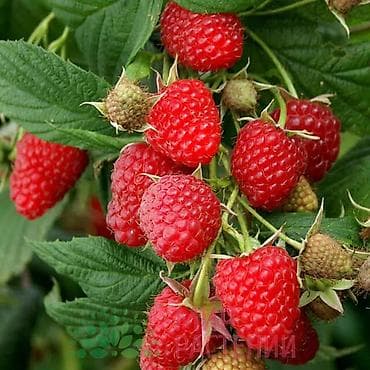 Сухофрукты, орехи, снеки: Малина — 1