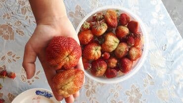 купить семена люцерны и эспарцета: Продаю саженцы клубники. Сорт альбион, гигантелла. Ремонтантная — 3