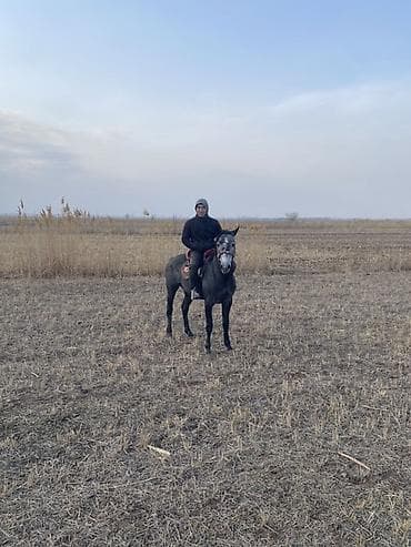 мопс цена бишкек: Продаю | Жеребец | Полукровка | Рабочий | Мерин — 2