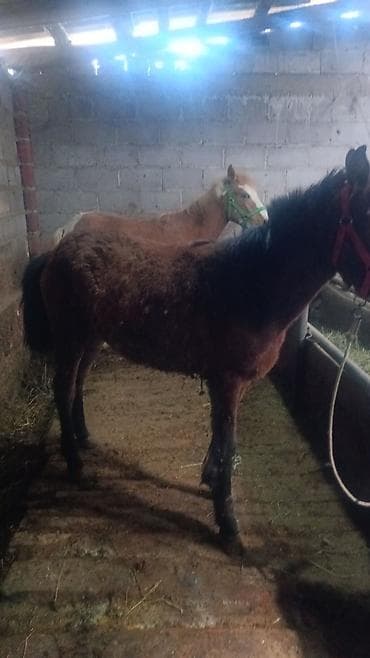 жеребая: Продаю | Жеребец | Для разведения — 7