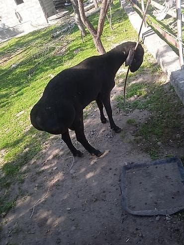 Айыл-чарба жаныбарлары: Сатам | Кочкор (эркек) | Көбөйтүү үчүн | Жасалма жол менен боозутуу — 2