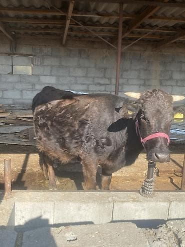 Кошки: Продаю | Корова (самка) | Полукровка | Для разведения | Привязанные — 1