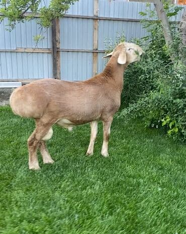 продаю в связи с переездом: Продаю | Баран (самец) | Арашан | Для разведения | Племенные — 1