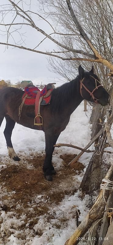 Услуги ветеринара: Продаю | Жеребец | Рабочий — 2