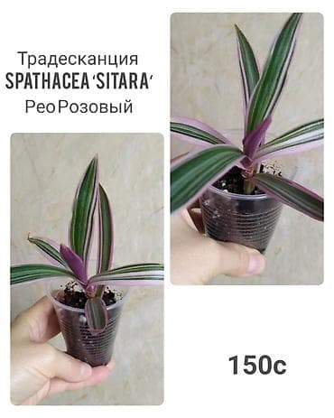 саженцы в оше: Комнатные растения: традесканция Пинк Парадайз (Pink Paradise) — 3