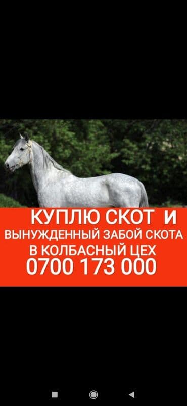 Куплю | Коровы, быки, Лошади, кони | Круглосуточно, Любое состояние, Забитый at lalafo.kg Куплю | Коровы, быки, Лошади, кони | Круглосуточно, Любое состояние, Забитый