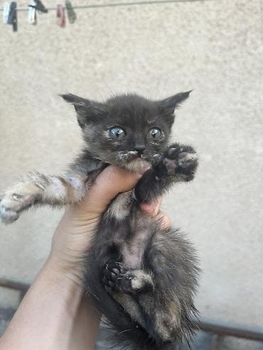 бесплатно кошка: Отдадим котят в хорошие руки 4 котенка : 3 девочки и 1 — 2