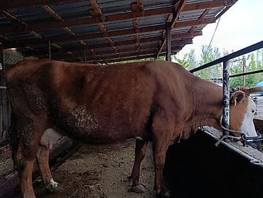 курица домашняя цена: Продаю | Корова (самка) | Для молока | Привязанные — 3