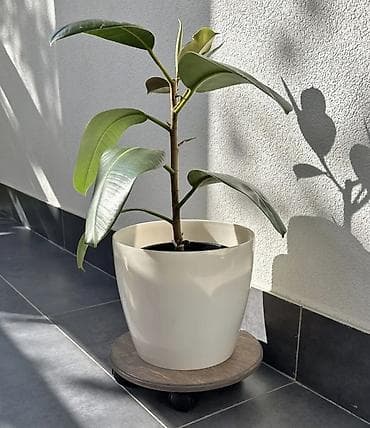 чучело утки: Красочные деревянные подставки, ящички для декора. Можно — 10