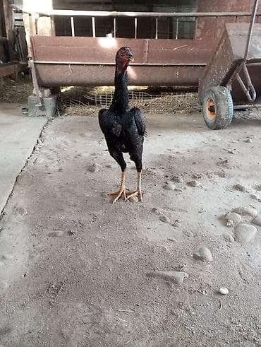 домашние птицы: Продаю | Куры | Бойцовая, Дакан | Для разведения, Несушки — 1