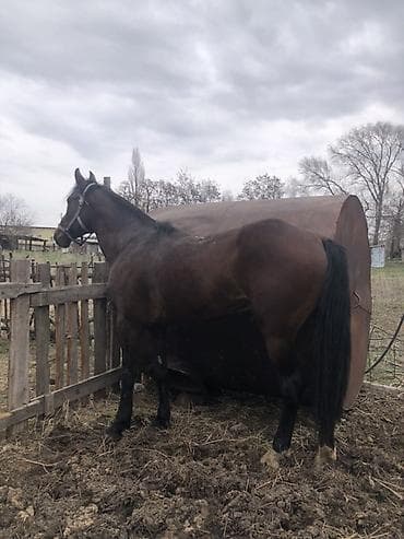 шпиц собака цена бишкек: Продаю | Конь (самец) | Полукровка, Английская | Для разведения, Конный спорт — 1