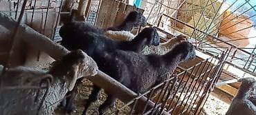 Үй жаныбарлары: Сатам | Ургаачы кой (ургаачы) | Көбөйтүү үчүн | Асыл тукумдуу — 2