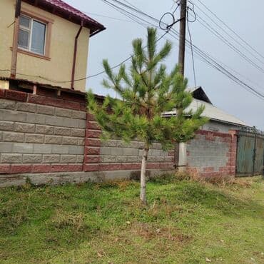 сам мойка аппарат цена бишкек: Көчөттөр дарактардын: Карагайлар, Өзү алып кетүү, Акылуу жеткирүү — 6