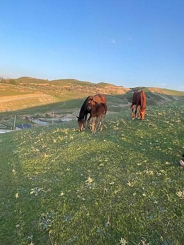 ат сатып алам: Продаю | Кобыла (самка) | Для разведения — 2