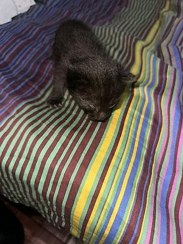 Очаровательные котята черного и дымчатого окраса. - Возраст на фото