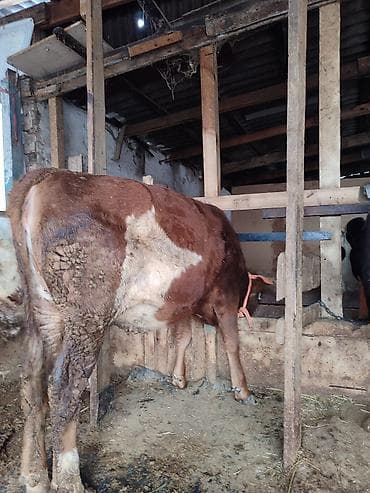 хомяки с клеткой: Продаю | Тёлка | Полукровка, Голштин | На откорм | Привязанные — 3