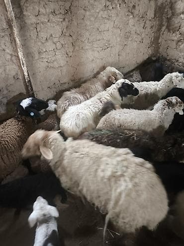 Кочкорлор, койлор: Сатам | Козу | Көбөйтүү үчүн | Ургаачы — 7