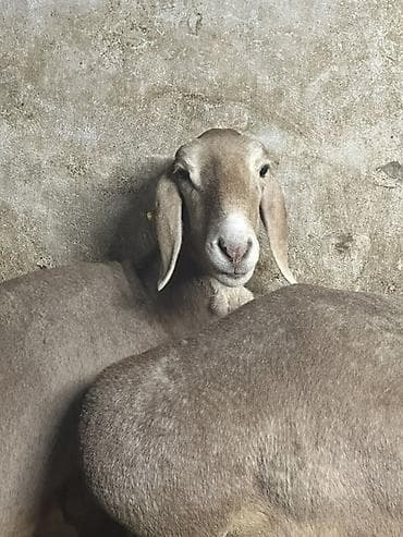 продаю бычка: Продаю | Овца (самка) | Эдильбаевская | Для разведения | Матка — 1