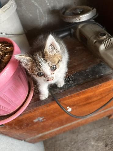 кошка мышык: Отдам котят в хорошие руки. Мать превосходный охотник на мышей и крыс — 10