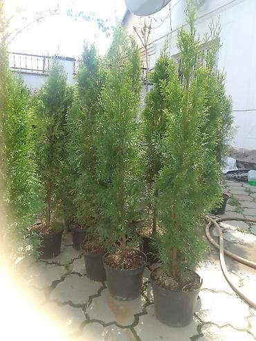 мал караганы: Туи в контейнерах для живых изгородей - Вечнозелёные — 3