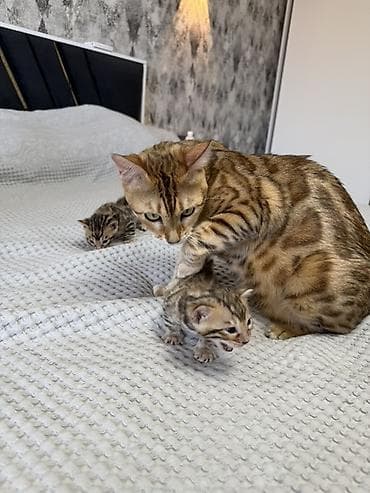 Бенгальские котята (помёт от чистокровной бенгальской кошки) Готовы к