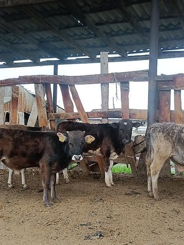 мальки рыб: Продаю | Музоо, торпок | На откорм — 3