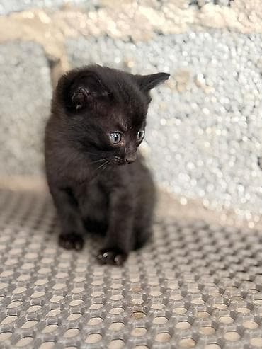 фри пир: Очаровательные котята - Окрас: один полностью чёрный; двое — 2