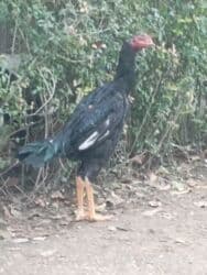 корм витакрафт для волнистых попугаев: Птицы — 1