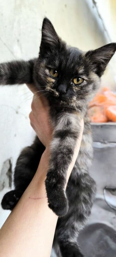 британская черепаховая кошка: Беспородная, 1 месяц, Девочка, Черепаховый, Приучена к лотку — 1