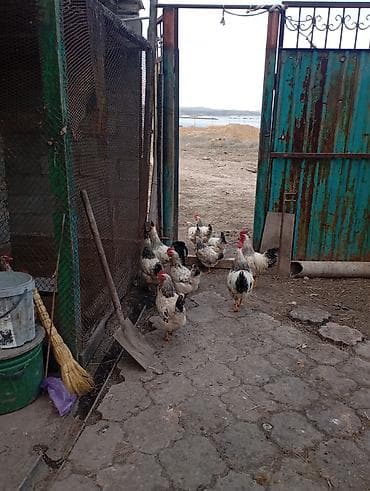 курица квочка: Адлер серебристый 35 Дополнительно: - Собираются вручную ежедневно. - — 3