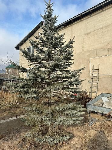 Бакча эмереги: Көчөттөр дарактардын: Карагайлар, Өзү алып кетүү — 3