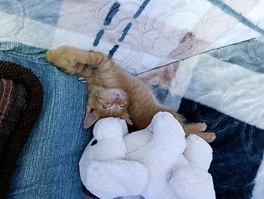 кошка купить: Котенок,2 месяца. к лотку приучен. от блох и глистов обработан — 2