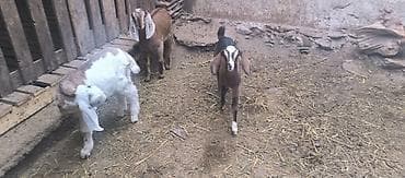 Үй жаныбарлары: Сатам | Улак | Аргын | Көбөйтүү үчүн — 5