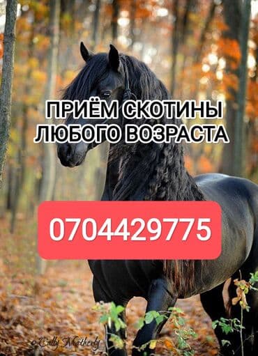 ветеринар работа: Куплю | Коровы, быки, Лошади, кони, Другие с/х животные | Круглосуточно, Любое состояние, Забитый — 1