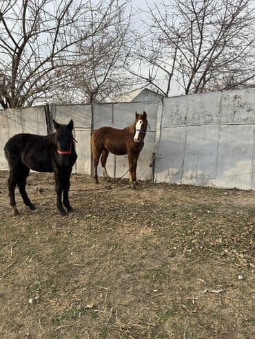 связи с переездом: Продаю | Жеребенок | Для разведения — 4