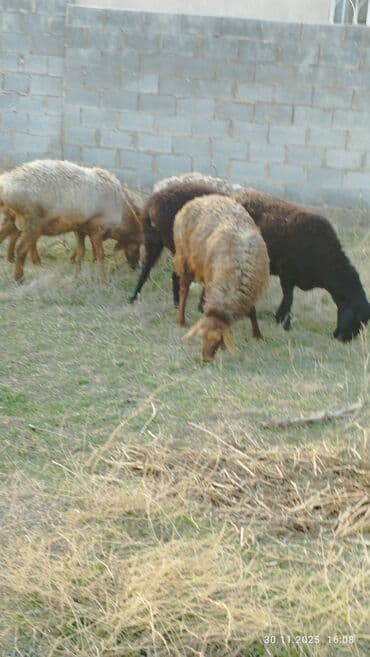 племенные коровы молочные купить: Продаю | Овца (самка) | Для разведения — 1