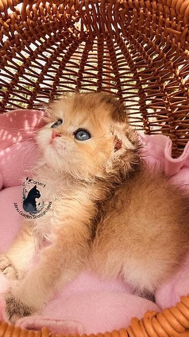 кошка котёнок: Скотиш Фолд (Шотландская вислоухая), 1 месяц, Мальчик, Золотая шиншилла, С документами, С прививками, Приучена к лотку — 2