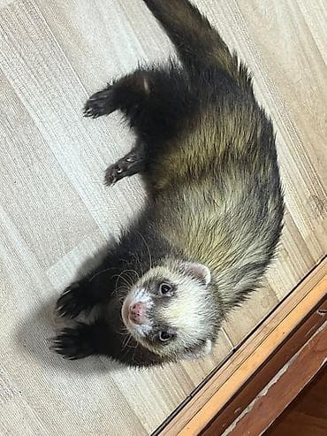 Хомяки: Возьму в бронь 5 человек на щенков. Безответственные люди мимо. В 5-6 — 3