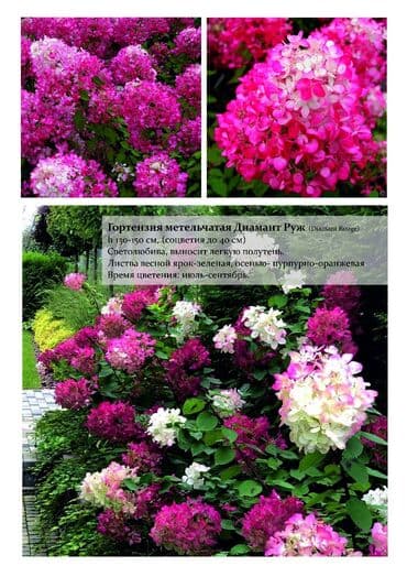 цветы гартензии: Гортензия! Шикарная Гортензия! Метельчатая, крупнолистная, древовидная — 5