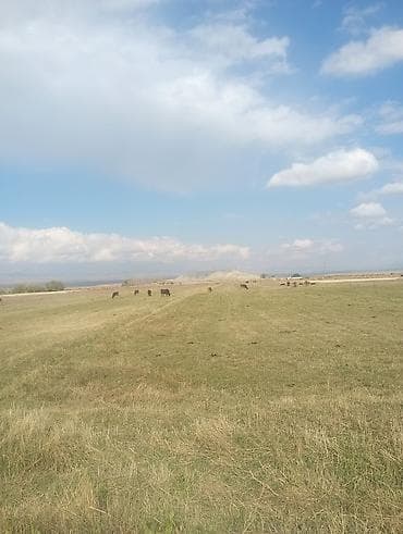земельные участки в аренду: Для строительства, Электричество, Водопровод — 1