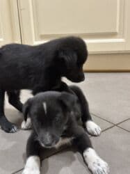 Грызуны: Щенки. Окрас преимущественно черный с белыми отметинами на груди — 5