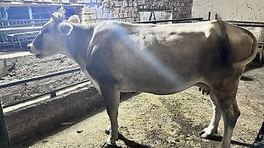Продаю | Корова (самка) | Для молока — 5