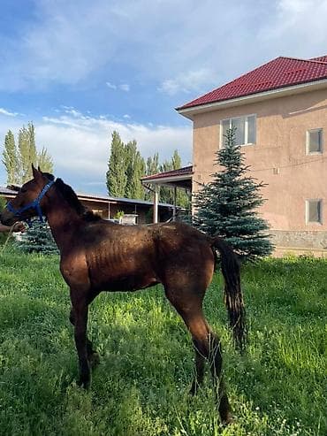 большая клетка для попугаев: Продаю | Жеребенок | Кара Жорго | Конный спорт — 2