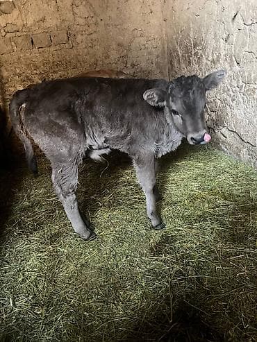 Другие животные: Продаю | Музоо, торпок | Алатауская | На откорм | Искусственник — 1